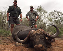Sable Antelope