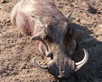 Hyena