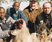 Baboon