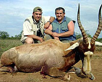 Blesbok