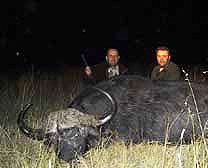African Buffalo
