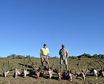 Blesbok