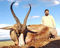 Buffalo
