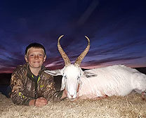 Blesbok