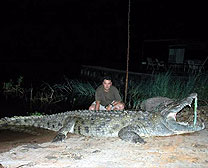 Nile Crocodile