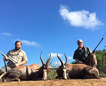 Blesbok