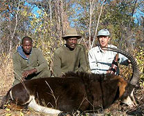 Sable Antelope
