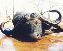 Buffalo