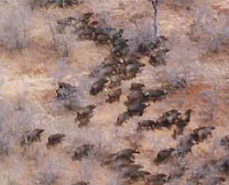 Buffalo Herd