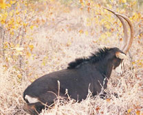 Sable Antelope